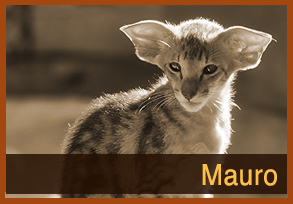 Mauro