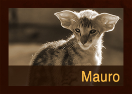 Mauro