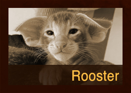 Rooster