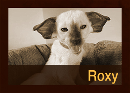 Roxy