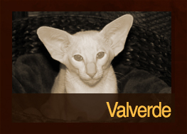 Valverde