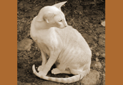 Valverde
