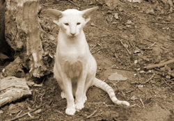 Valverde