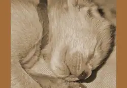 Kittenfoto
