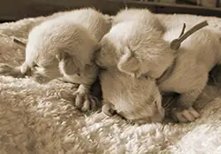 Kittenfoto
