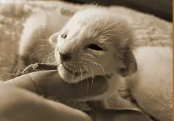 Kittenfoto