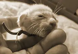 Kittenfoto