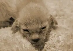 Kittenfoto