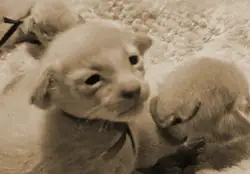 Kittenfoto