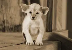 Kittenfoto