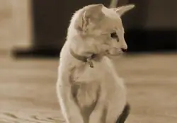 Kittenfoto