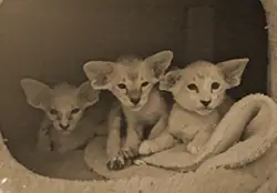 Kittenfoto