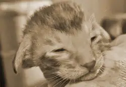 Kittenfoto