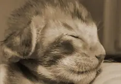 Kittenfoto