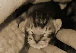 Kittenfoto