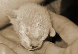 Kittenfoto