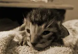 Kittenfoto