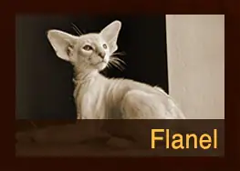 Flanel