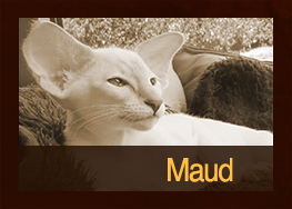 Maud