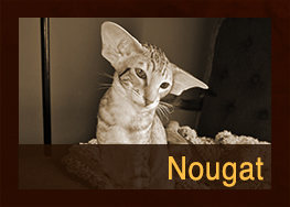 Nougat