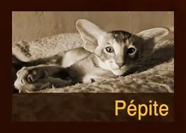 Pépite