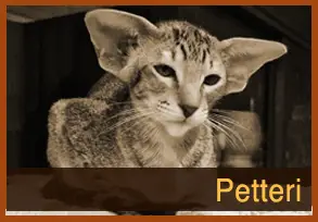 Petteri , Petje