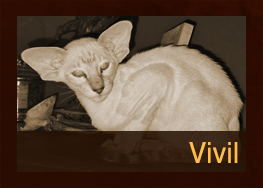 Vivil